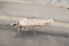 Eudonia atmogramma