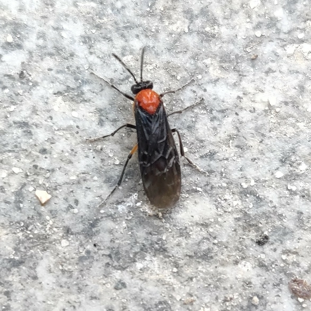 Athalia sikkimensis