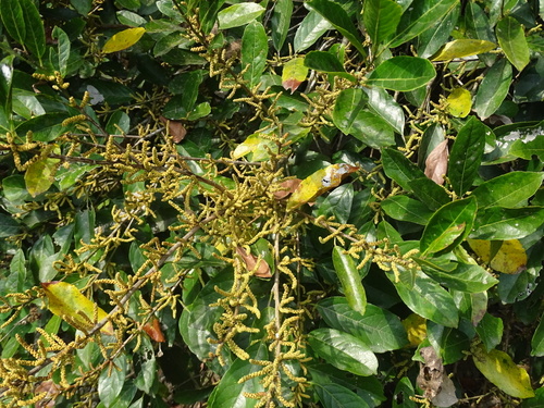 Aporosa octandra (Aporosa octandra)