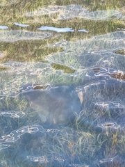 Bathytoshia brevicaudata