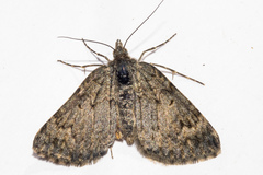 Paranotoreas brephosata