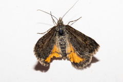 Paranotoreas brephosata