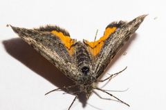 Paranotoreas brephosata