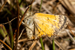 Paranotoreas brephosata
