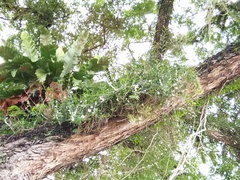 Dendrobium crumenatum