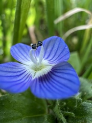 Veronica persica