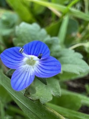 Veronica persica