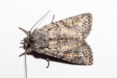 Physetica longstaffi