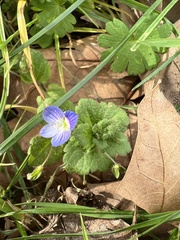 Veronica persica