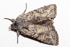 Physetica longstaffi