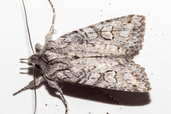 Physetica longstaffi