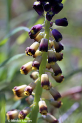 Muscari cycladicum
