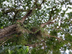 Dendrobium crumenatum