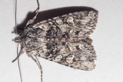 Physetica longstaffi