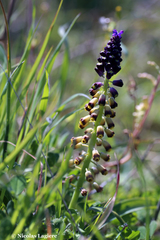 Muscari cycladicum