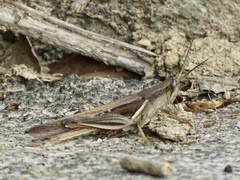 Stenocatantops mistshenkoi