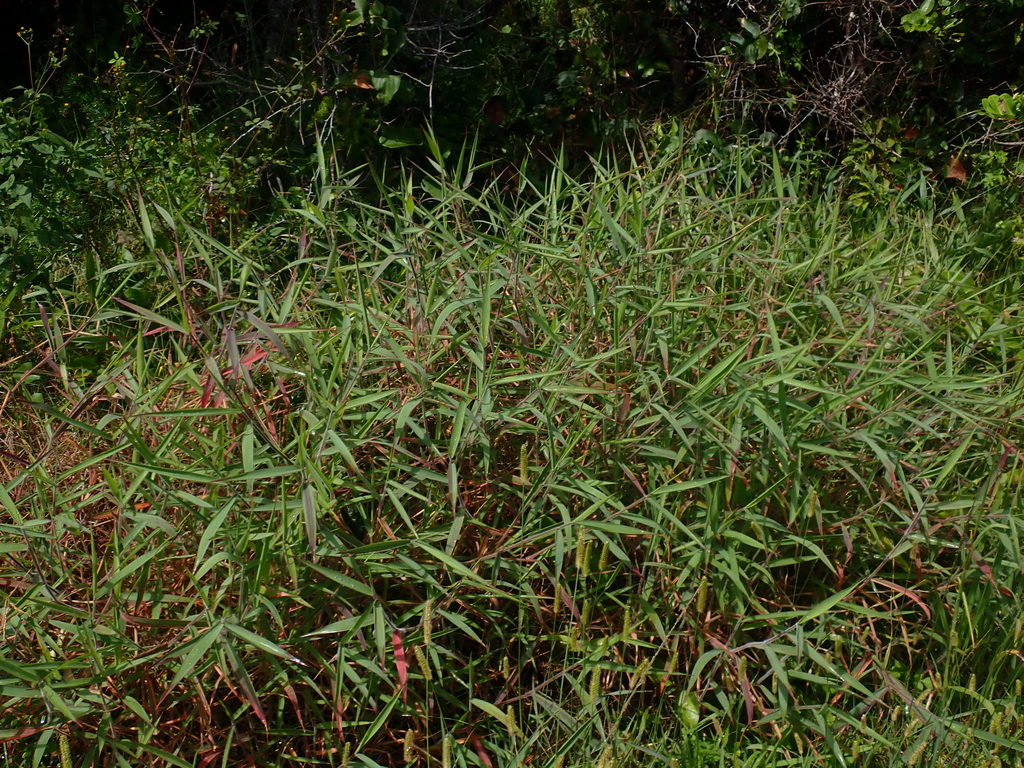 Molasses Grass from Woolgoolga NSW 2456, Australia on March 14, 2022 at