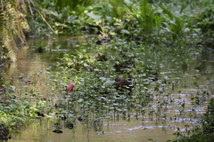 Bambusicola thoracicus