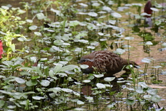 Bambusicola thoracicus