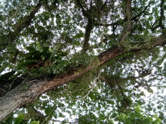 Dendrobium crumenatum