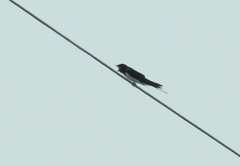 Hirundo rustica