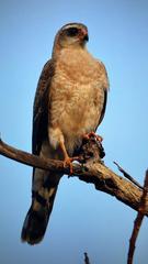 Accipiter ovampensis