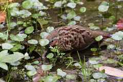 Bambusicola thoracicus