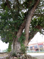 Dendrobium crumenatum