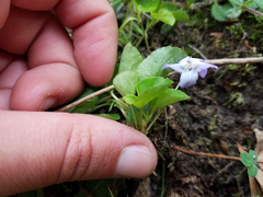 Viola labradorica