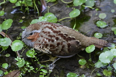 Bambusicola thoracicus