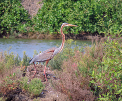 Ardea purpurea