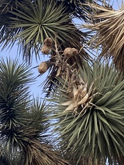 Yucca brevifolia