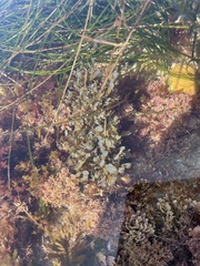 Dictyopteris undulata