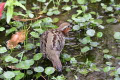 Bambusicola thoracicus
