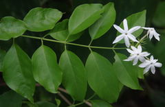 Jasminum elongatum