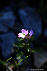 Malcolmia chia