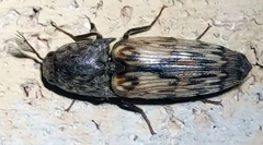 Pherhimius fascicularis