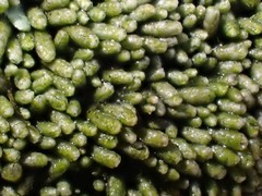 Bryochiton microscopicus