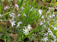 Phlox bifida