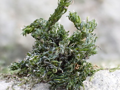 Cinclidotus fontinaloides