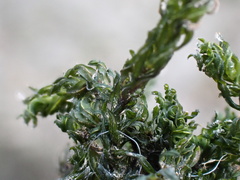 Cinclidotus fontinaloides