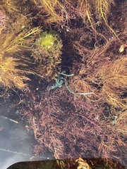 Chaetomorpha spiralis