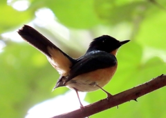 Cyornis rufigastra