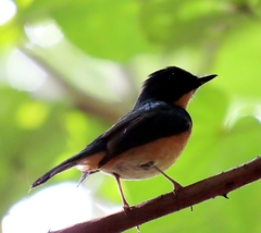 Cyornis rufigastra