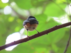 Cyornis rufigastra