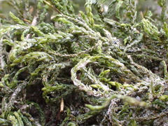 Cinclidotus fontinaloides