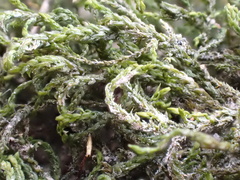 Cinclidotus fontinaloides