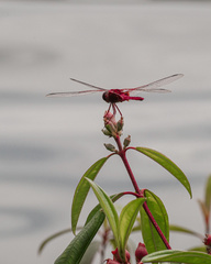 Urothemis