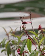 Urothemis