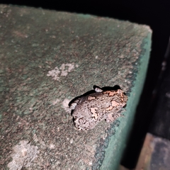Uperodon taprobanicus